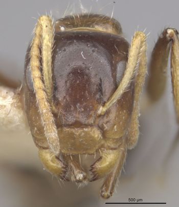 Media type: image;   Entomology 21609 Aspect: head frontal view